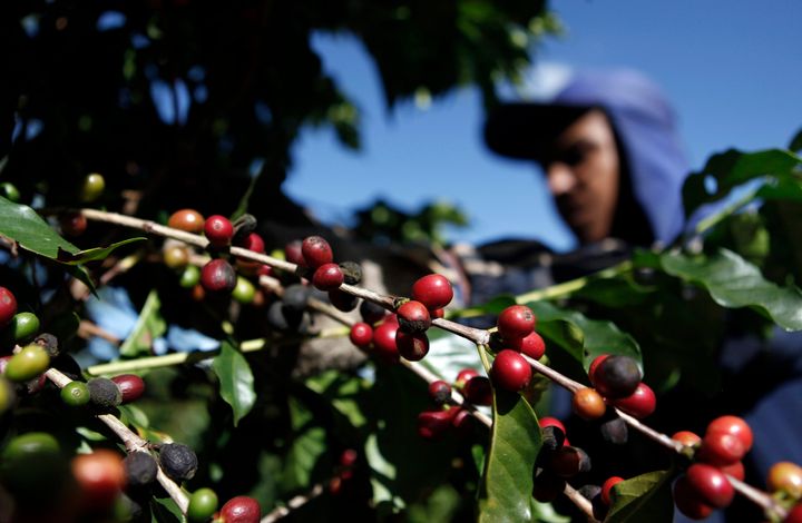 Eργάτης μαζεύει κόκκους καφέ απόμ καφεοδένδρα σε φάρμα του Εσπίριτο Σάντο ντο Πινιιάλ, 200 χλμ ανατολικά του Σάο Πάολο (REUTERS/Nacho Doce (BRAZIL - Tags: AGRICULTURE FOOD BUSINESS EMPLOYMENT ENVIRONMENT)