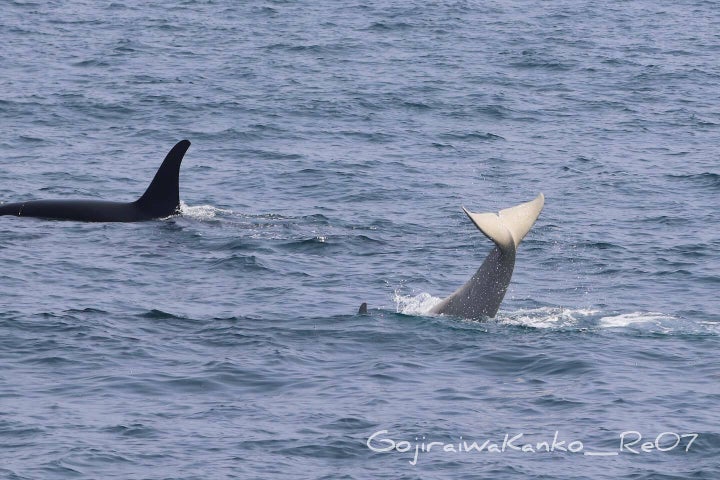 7月24日に撮影された白いシャチ（ゴジラ岩観光のFacebookより）