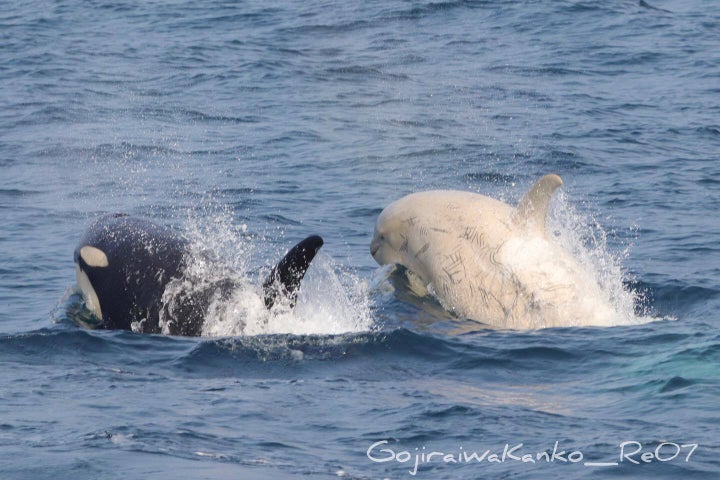 7月24日に撮影された白いシャチ（ゴジラ岩観光のFacebookより）