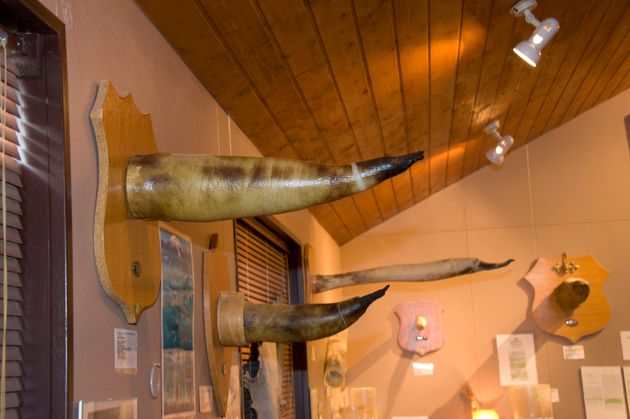 Various animal penises are displayed in Iceland's Phallological Museum.