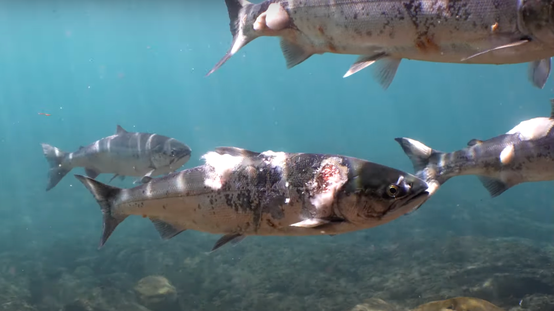 Video Shows Salmon With Lesions, Fungus As Rivers Hit Lethal Temperatures