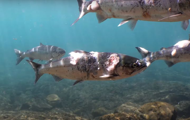 Environmental advocates are blaming unusually warm temperatures this year for salmon deaths and illnesses in the Pacific Northwest. One video shows the physical effects of the heat on sockeye salmon.