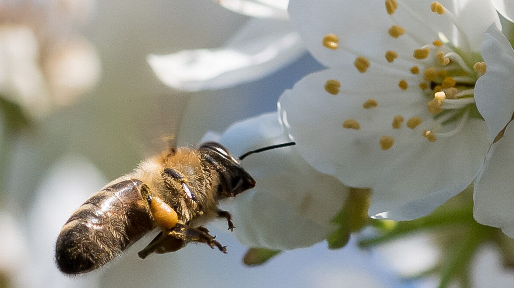 Bee Swarm Attack In Arizona Kills Man, Injures Several Others