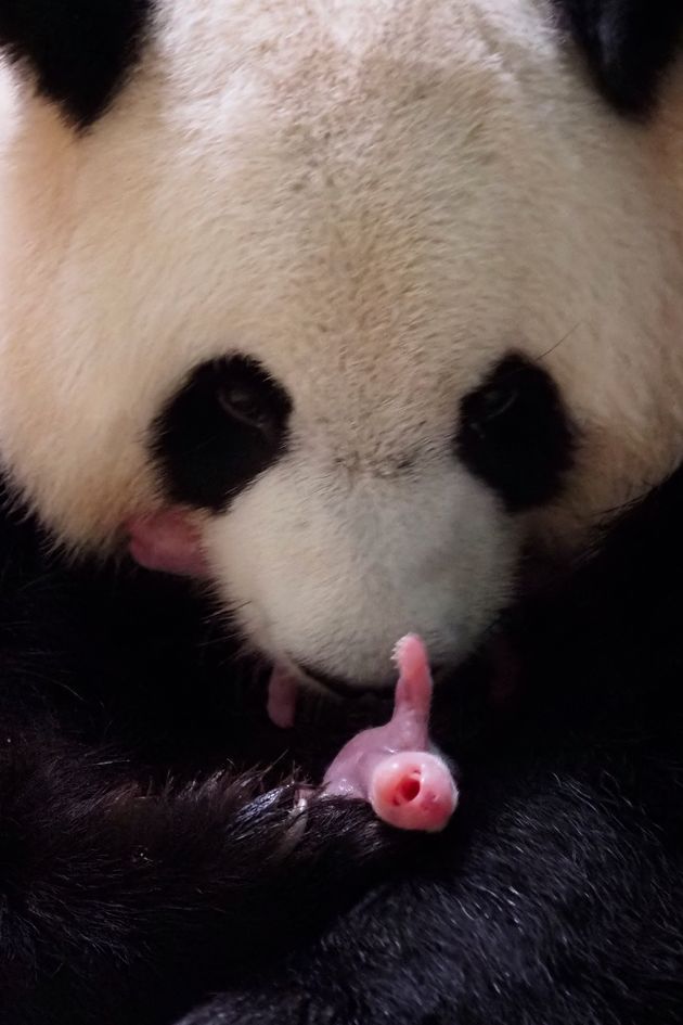 Zoo de Beauval: les jumeaux de la femelle panda Huan Huan sont