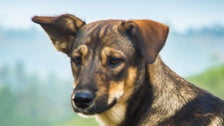 CDC Bans Adoption Of Stray Dogs From India CDC Bans Adoption Of Stray Dogs From India