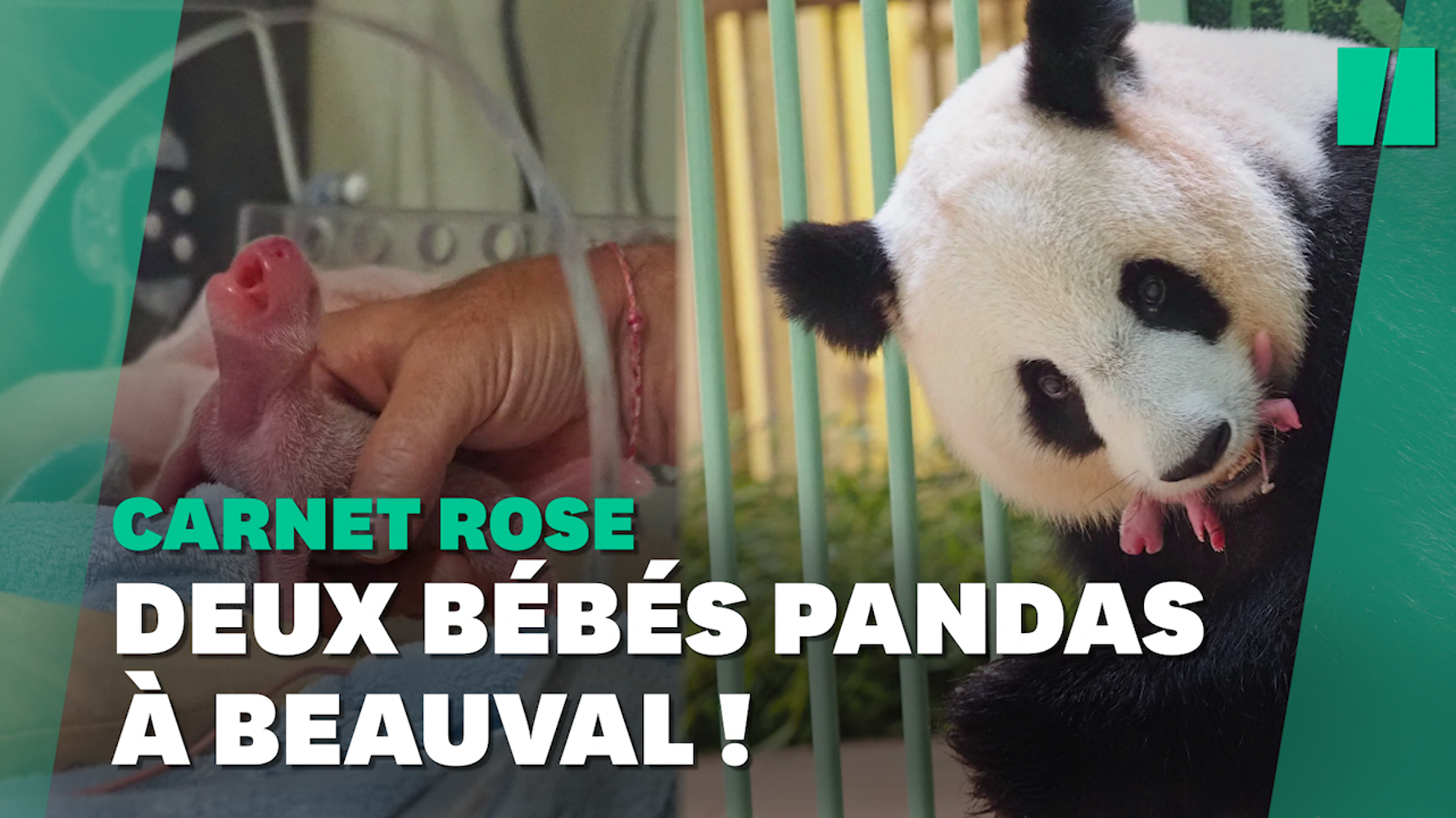 Zoo De Beauval Les Jumeaux De La Femelle Panda Huan Huan Sont Nes Le Huffpost Zoo De Beauval Les Jumeaux De La Femelle Panda Huan Huan Sont Nes Le Huffpost