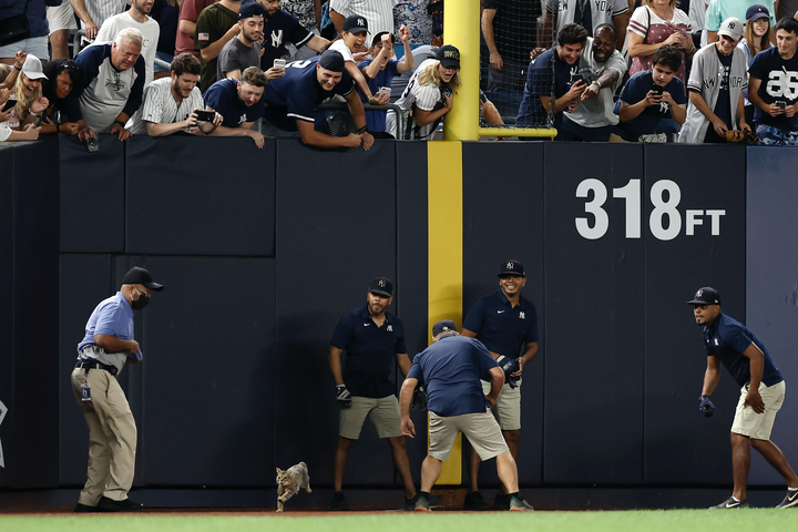 ヤンキースタジアムでの試合の最中にグラウンドに入ってきてしまった猫