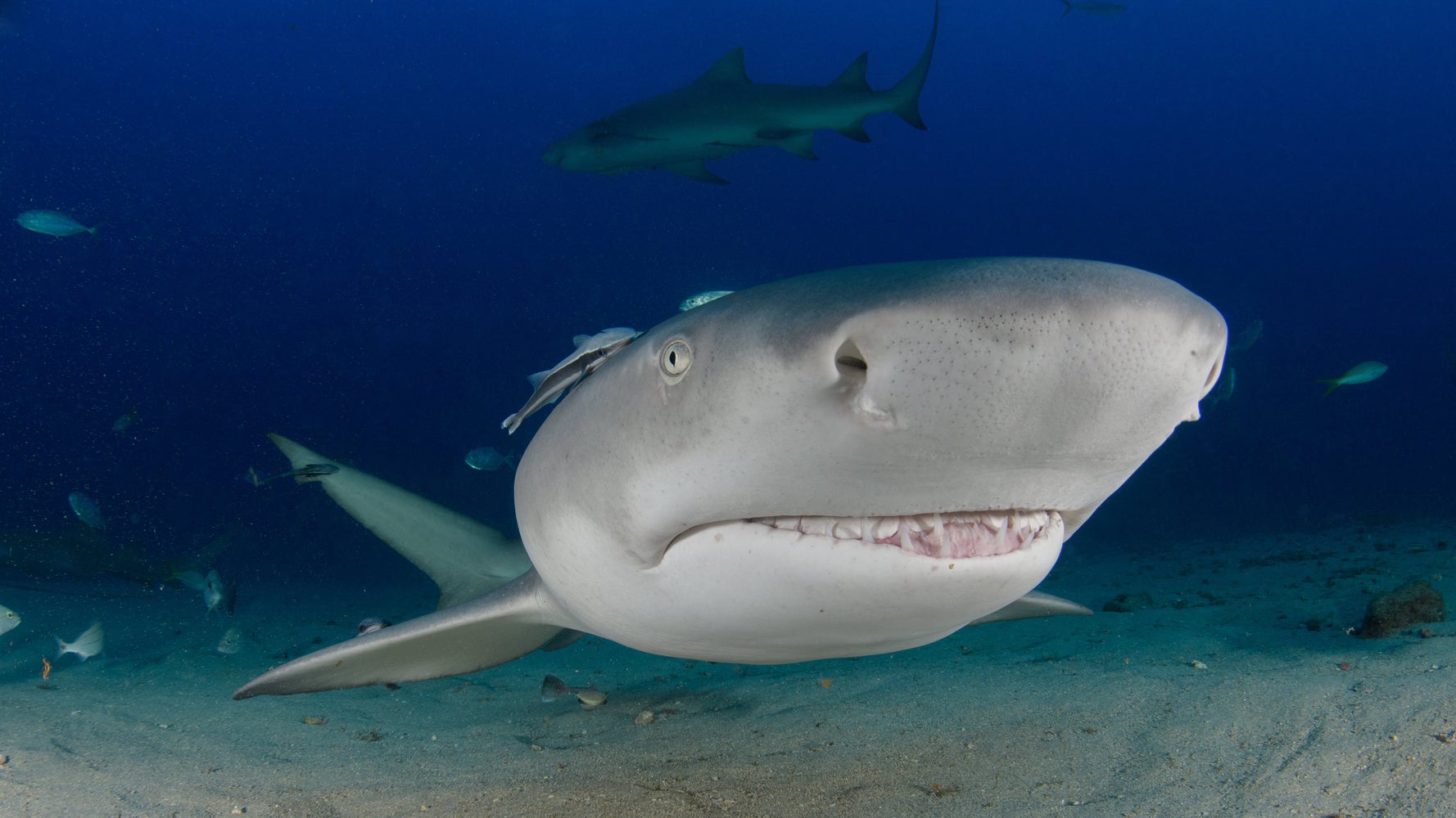 Hundreds Of Sharks Swarm Florida Canal To Escape Red Tide