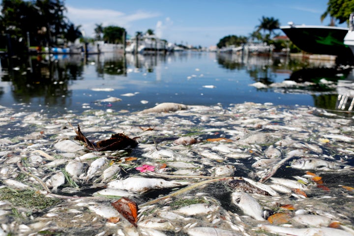 The current red tide outbreak has killed hundreds of tons of marine life in Florida.