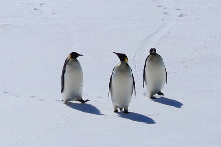 Emperor penguins are "in danger of extinction in the foreseeable future in a significant portion of its range,” the FWS