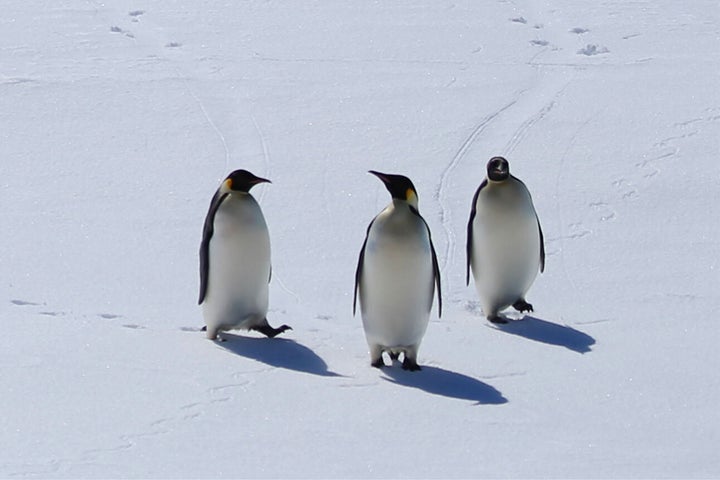 Emperor penguins are "in danger of extinction in the foreseeable future in a significant portion of its range,” the FWS said.