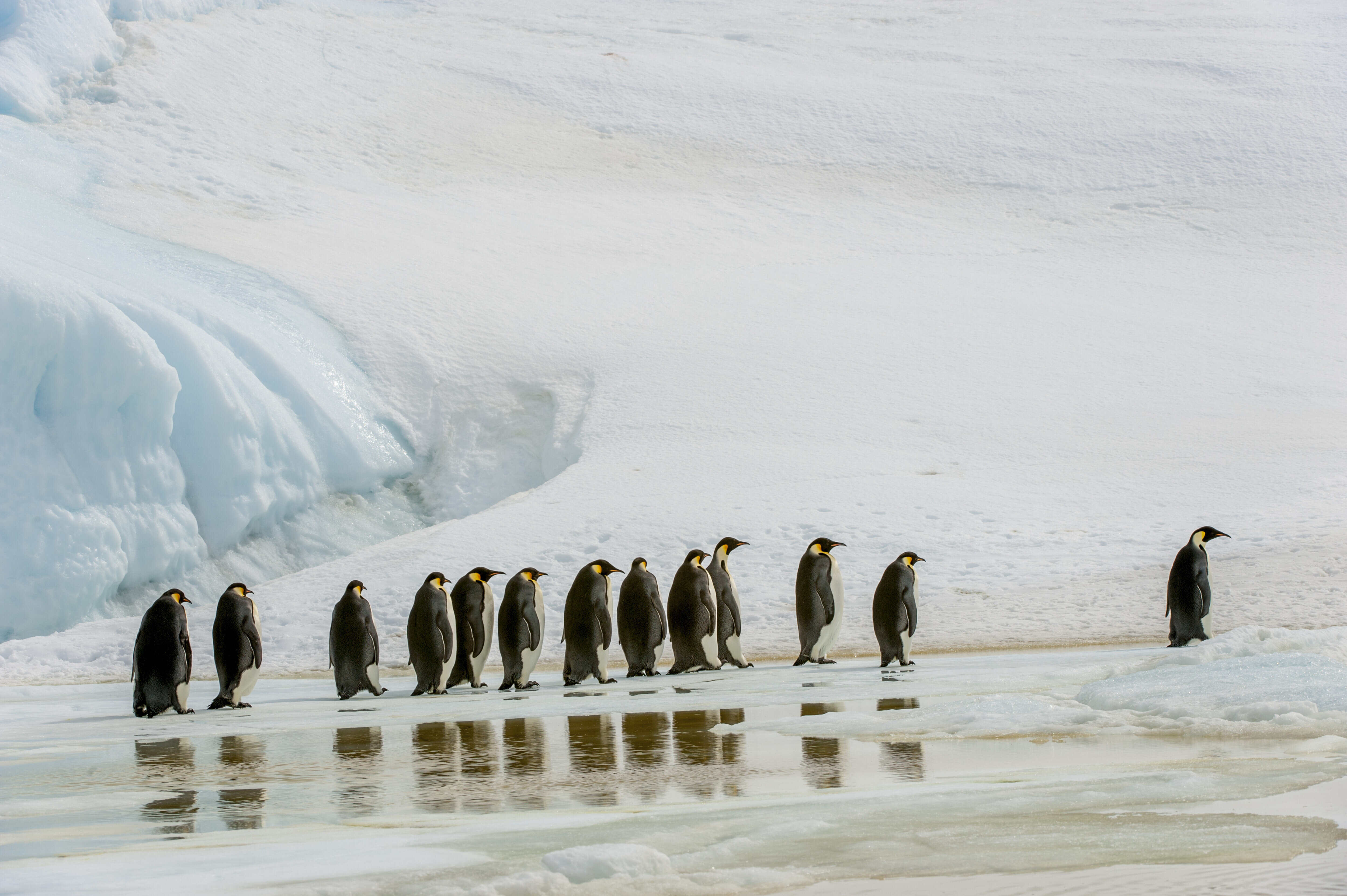 Emperor Penguin Colonies Face Extinction Due To Climate Change, U.S ...