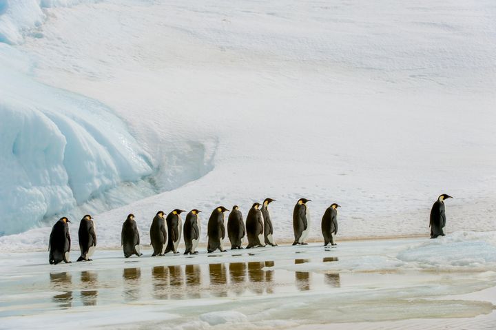 A group of emperor penguins walk over ice at Snow Hill Island in the Weddell Sea in Antarctica. U.S. officials are seeking to list the species as threatened under the Endangered Species Act due to climate change.