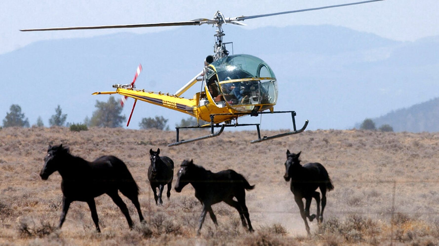 U.S. Expands Wild Horse Roundups Amid Severe Western Drought