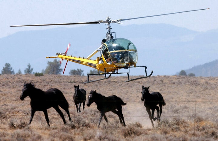 A helicopter pilot herds a group of wild horses toward a large V-shaped trap at Devils Garden at the Modoc National Forest, C