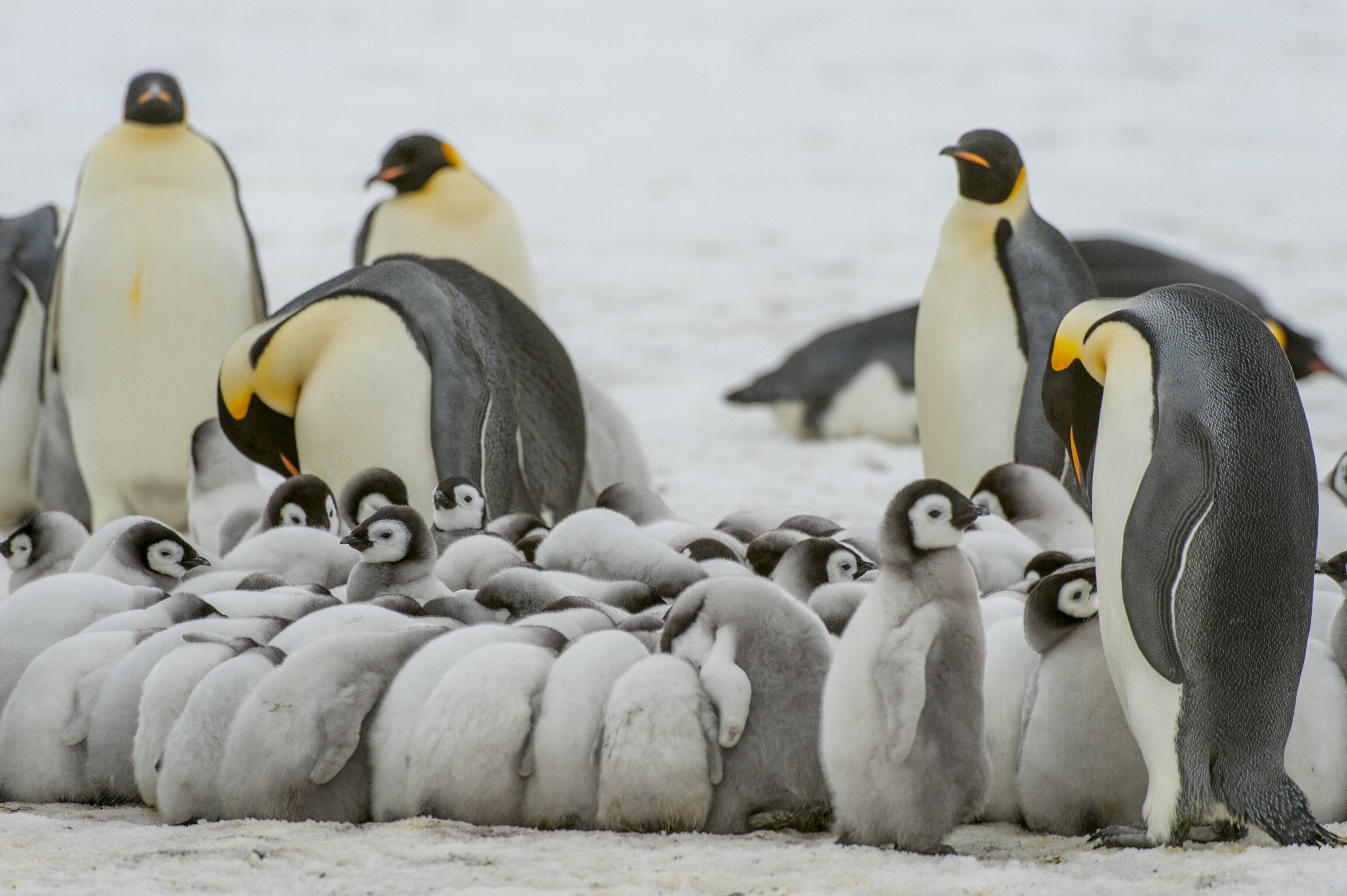 Emperor Penguin Colonies Face Extinction Due To Climate Change, U.S ...