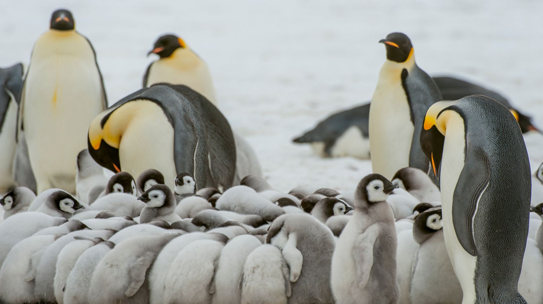 Emperor Penguin Colonies Face Extinction Due To Climate Change, U.S. Officials Say