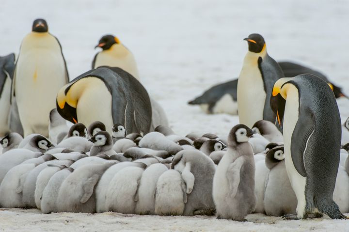 Emperor penguin chicks are seen huddling to stay warm on the sea ice at Snow Hill Island in the Weddell Sea in Antarctica. 
