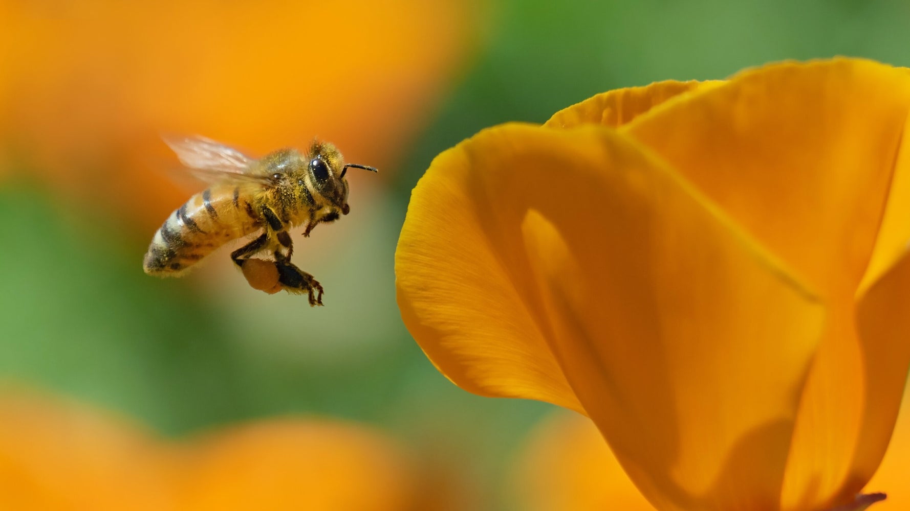 La menace des pesticides pour les abeilles sous-estimée, selon une vaste étude - Vimarsana News