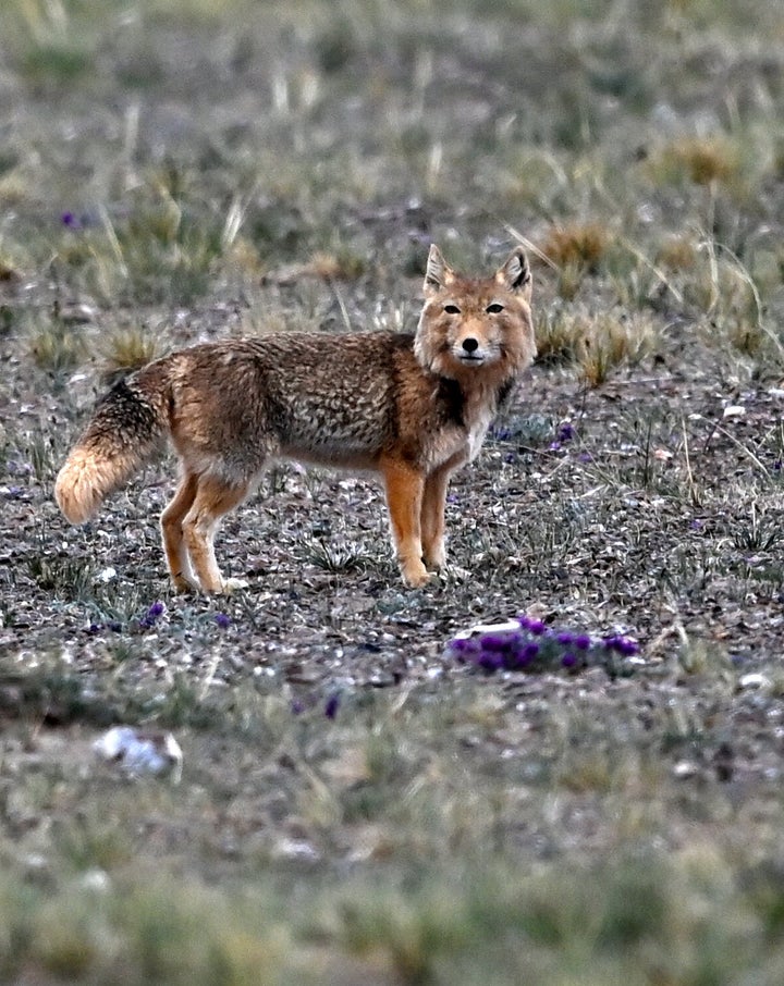 中国の新疆ウイグル自治区で撮影されたチベットスナギツネ