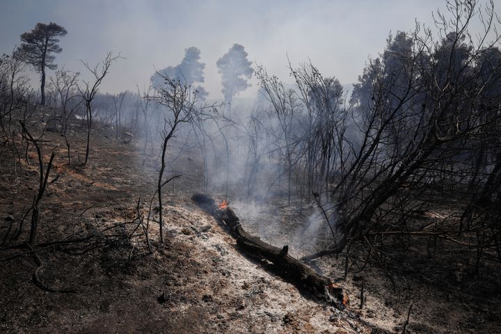 Κορμός δέντρου καίγεται στην Ροδόπολη 27 Ιουλίου, 2021. REUTERS/Costas Baltas
