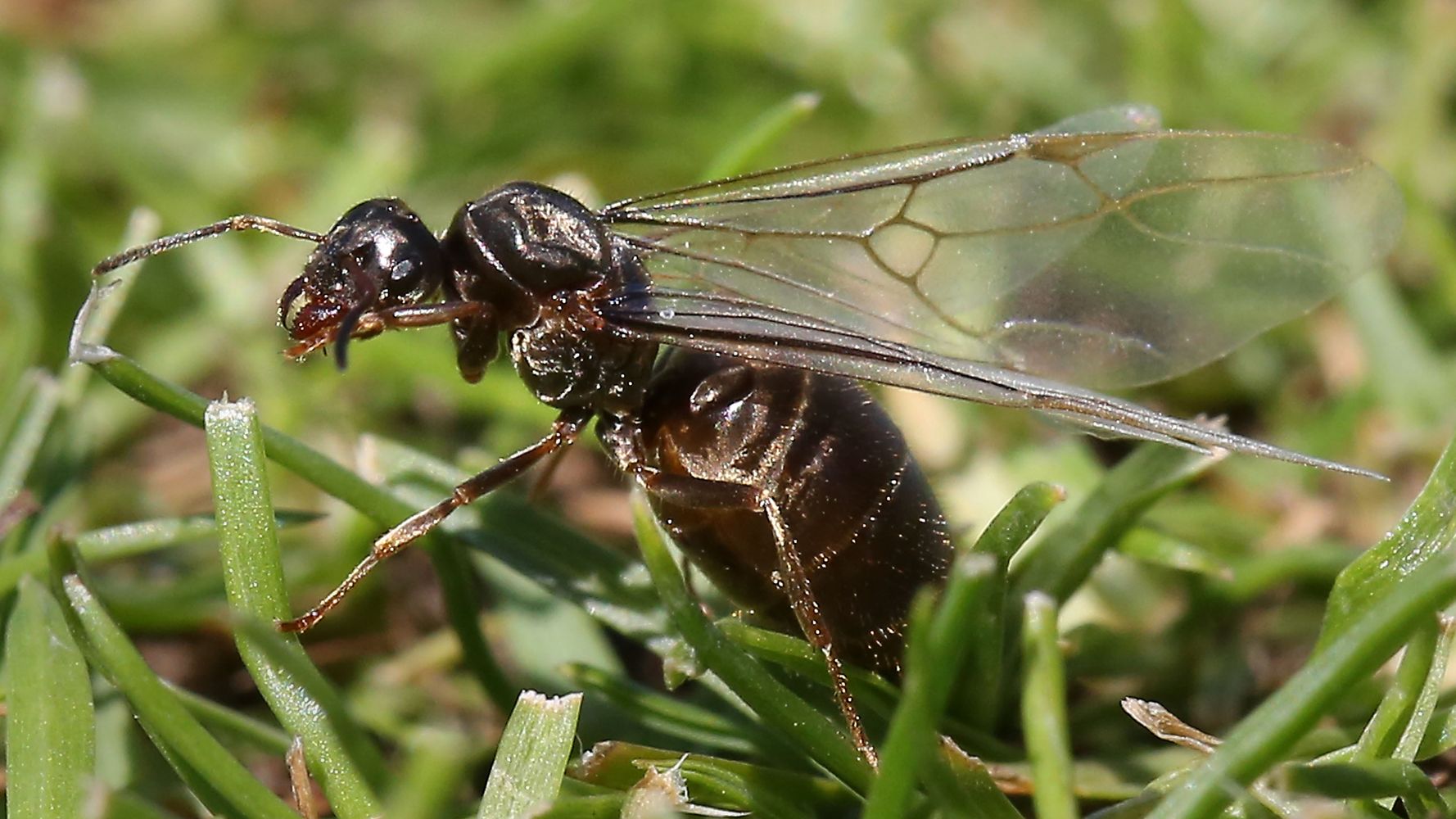 Flying Ant Day 2021 Is Coming. Here's How To Prepare For The Swarm