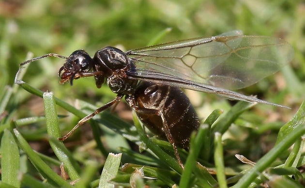 Another Flying Ant Day could soon be upon us. 