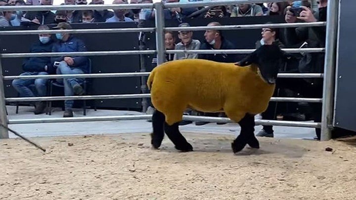 Το ακριβότερο κριάρι της Ιρλανδίας