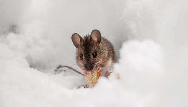 Grâce à cette méthode, un millier de souches de souris peuvent être stockées dans le livre. (Photo d'illustration)