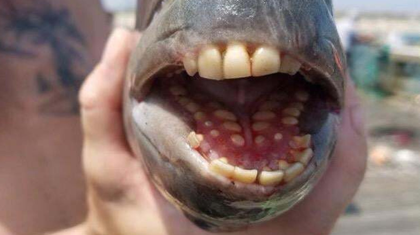 人間のような歯を持った魚が捕獲され ネット騒然 私の歯よりも立派かも ハフポスト 人間のような歯を持った魚が捕獲され ネット騒然 私の歯よりも立派かも ハフポスト