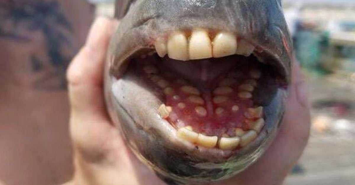 人間のような歯”を持つ魚が釣り上げられる 不気味に生え揃った歯に多く