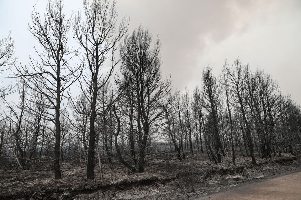 Κρανίου τόπος η βόρεια Αττική - «Κάρβουνο» χιλιάδες στρέμματα δάσους και