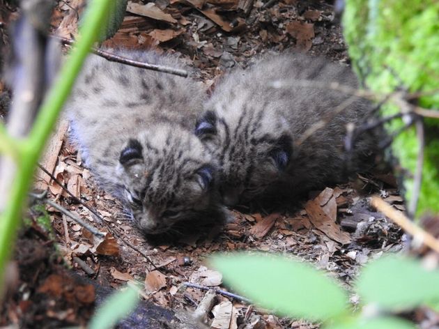 Une femelle dénommée Lycka a donné naissance aux printemps à deux chatons.