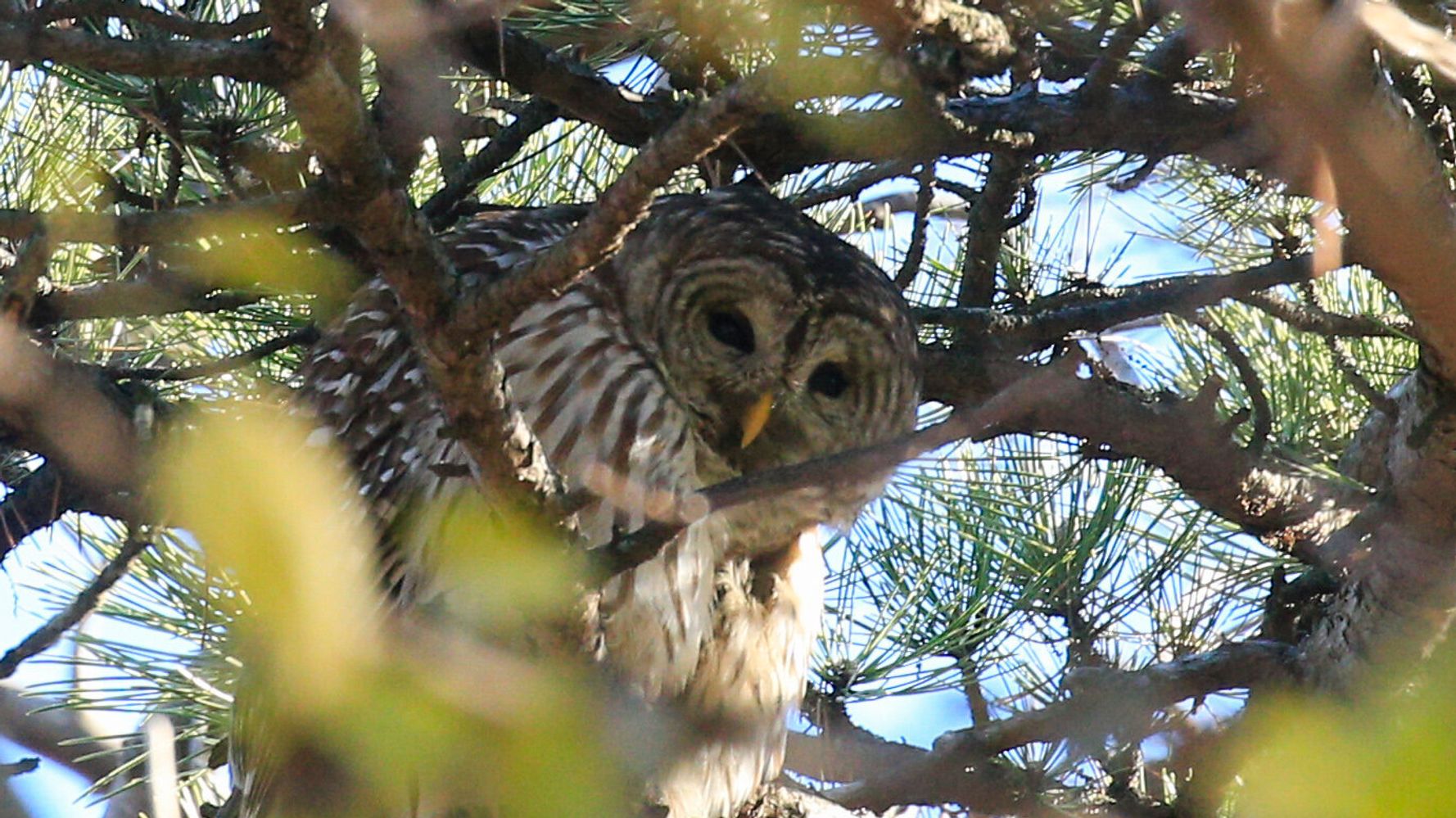 Beloved Central Park Owl Barry Killed In Crash