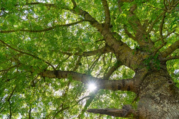 Tree branches with green leaves.