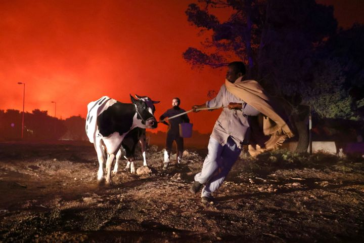 Αγωνιώδης προσπάθεια εκκένωσης και για τα ζώα την ώρα που οι φλόγες τυλίγουν τους Θρακομακεδόνες, στις 7 Αυγούστου 2021. REUTERS/Giorgos Moutafis TPX IMAGES OF THE DAY