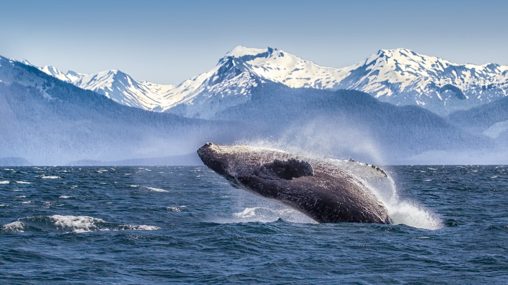 The Pandemic Has Let Alaskan Whales Get Some Peace And Quiet