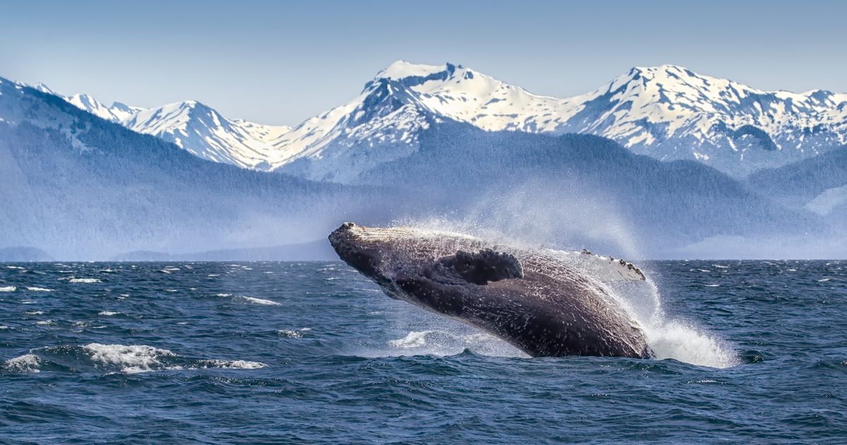 The Mystery of Alaska's Disappearing Whales