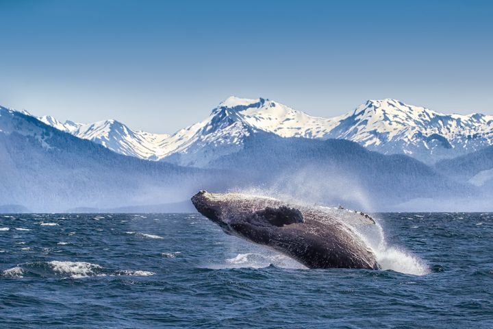 A breaching humpback whale in Glacier Bay.