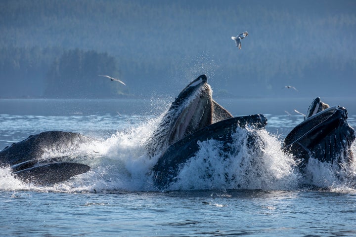 A group of whales feeding on herring in southeast Alaska.