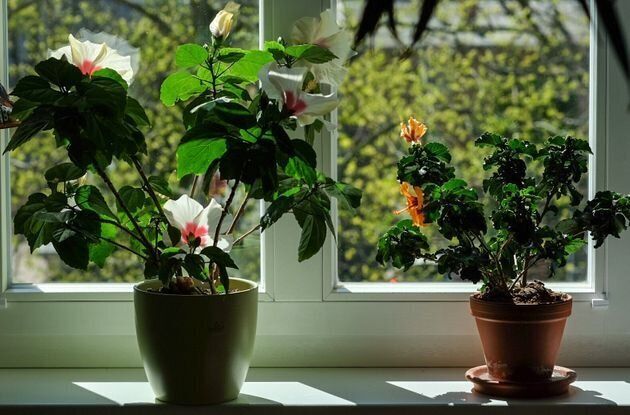 家の外にある植木鉢は前もって室内に移動させておきましょう