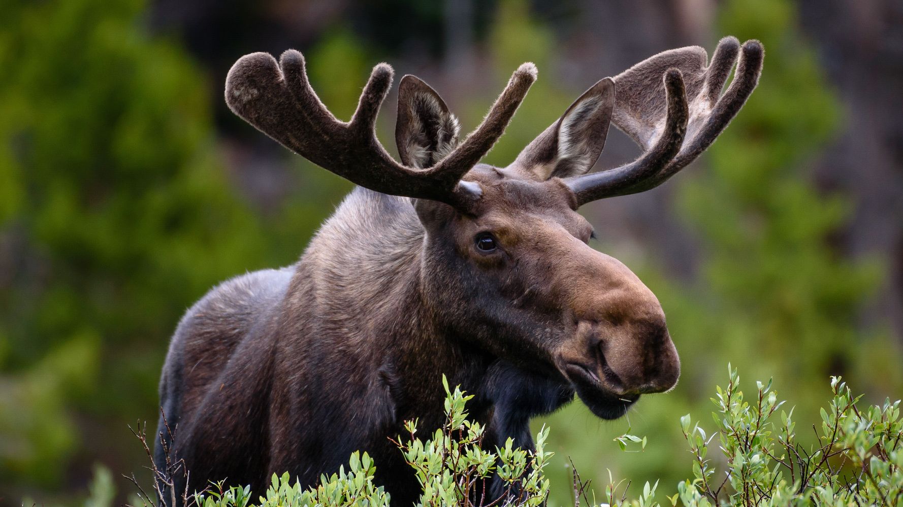 Colorado Hiker Captures Terrifying Moose Charge On Video | HuffPost