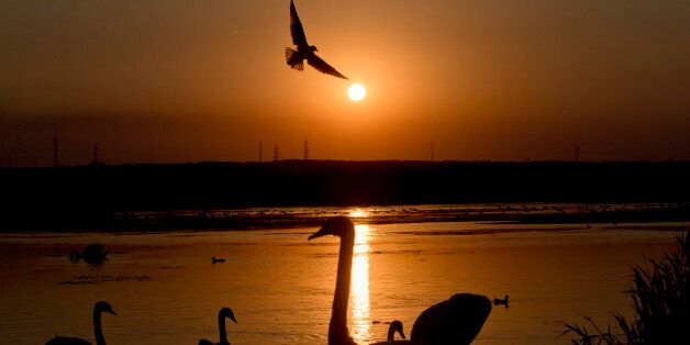 Swans are silhouetted by the setting sun in the Black Sea town of Mangalia, Romania, Wednesday, Sept. 10, 2014. Romania is enjoying warmer than usual weather for this time of the year with temperatures reaching 30 degrees Centigrade (86 Fahrenheit). (AP Photo/Vadim Ghirda)