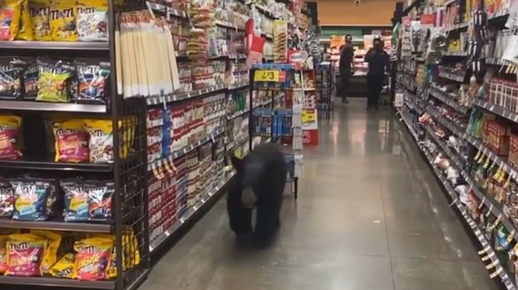 Bear Spotted Browsing Inside Los Angeles Supermarket