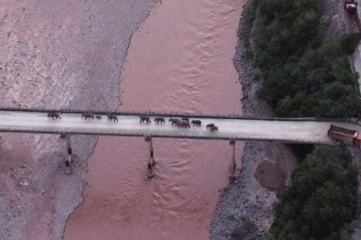 Σε αυτή τη φωτογραφία που διένειμε η επαρχιακή διοίκηση της Γουνάν, που ανέλαβε την παρακολούθηση και την ασφαλή μετακίνηση της αγέλης ελεφάντων, διακρίνονται οι περισσότεροι καθώς περνούν από γέφυρα σε ποταμό κοντά στην πόλη Γουξί, στις 8 Αυγούστου 2021. (Yunnan Provincial Command Center for the Safety and Monitoring of North Migrating Asian Elephants via AP)
