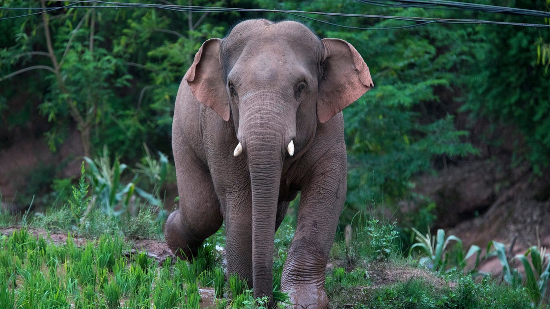 wild elephants