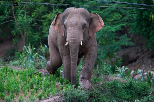 The wild elephants strolling through a village at Xiyang town in Jinning district in