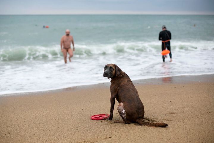 Un perro en la playa de Barcelona en una imagen de archivo.