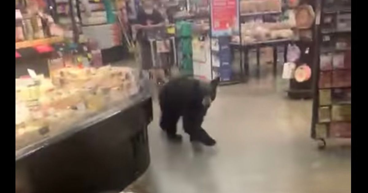 クマがスーパーの店内に。まさかの遭遇に客が驚くも、クマも驚いていた【動画】
