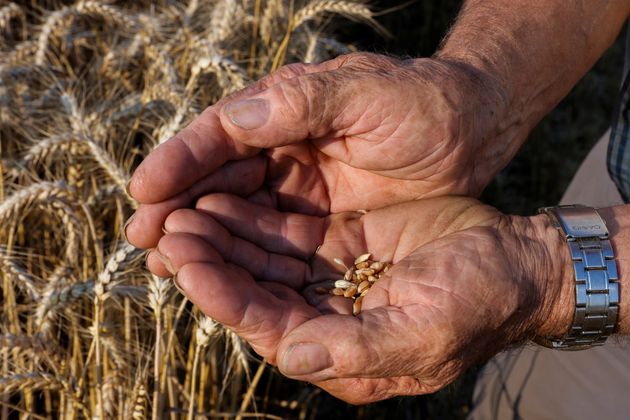 Κλιματική αλλαγή: Η αύξηση θερμοκρασίας φέρνει παγκόσμια έλλειψη